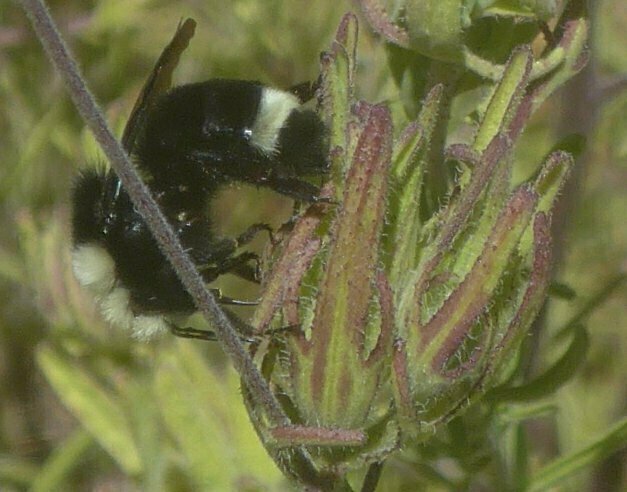 High Resolution Bombus vosnesenskii Animal